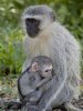 vervet-monkey-chlorocebus-aethiops-mother-and-infant-kruger-national-park-south-africa-africa.jpg