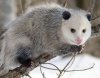 opossum2 (1).jpg