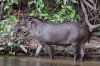 South_American_tapir_(Tapirus_terrestris).JPG