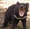 Tasmanian Devil Anger.jpg