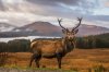 17-facts-about-stag-1688902996.jpg