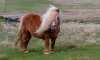 shetland-pony.jpg