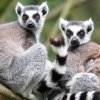 ring-tailed-lemur-pair_square.jpg