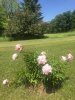 IMG_0263.jpeg